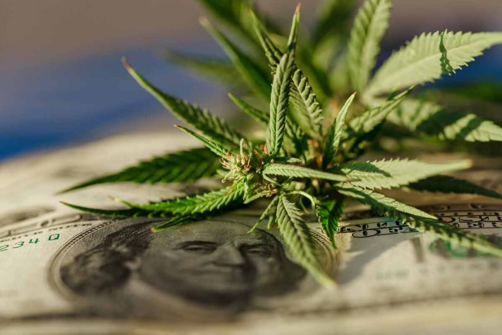 Eine Hanfblüte auf einem Dollarschein. (c) AdobeStock