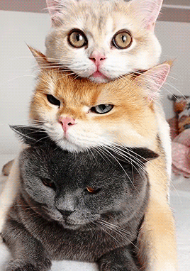 Bahnbrechend: Die Geheimformel für perfekte Länge und Inhalt eines Online-Artikels enthüllt! 2 tumblr 489a373ff8d947a6502a6104a925e55a b5d326c4 400