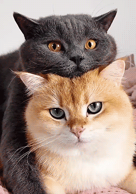 Bahnbrechend: Die Geheimformel für perfekte Länge und Inhalt eines Online-Artikels enthüllt! 1 tumblr f8b7ab1f4c3602d7b79eb0dca11069a0 557b48c8 400