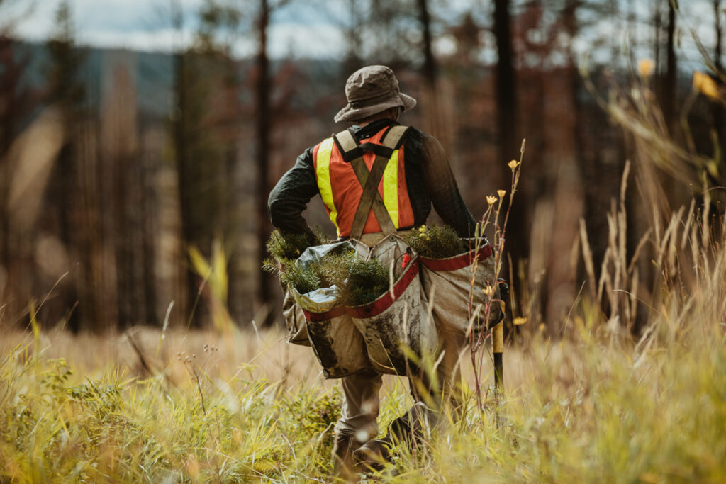 Rear view of a forest worker with bags full of pine saplings for reforestation. Man planting new seedlings in forest. (c) AdobeStock