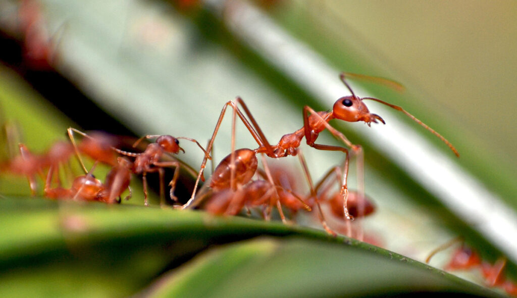 Ameisen. (c) Pixabay.com
