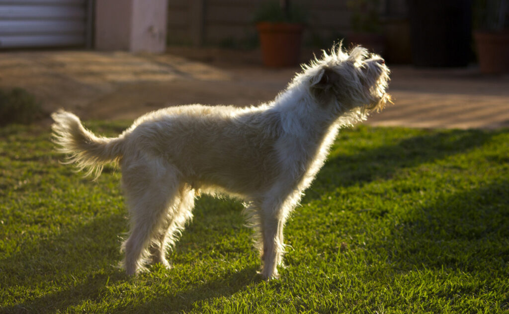 Ein bellender Hund. (c) Pixabay.com