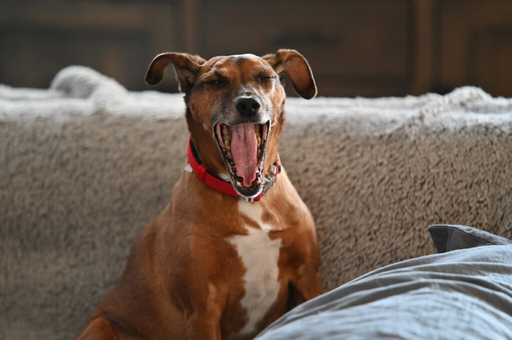 Studie zeigt: Hundebellen kann entweder mit 'Hallo' oder 'Eichhörnchen' übersetzt werden 1 Ein gähnender Hund, Stichwort Hundebellen.
(c) Pixabay.com