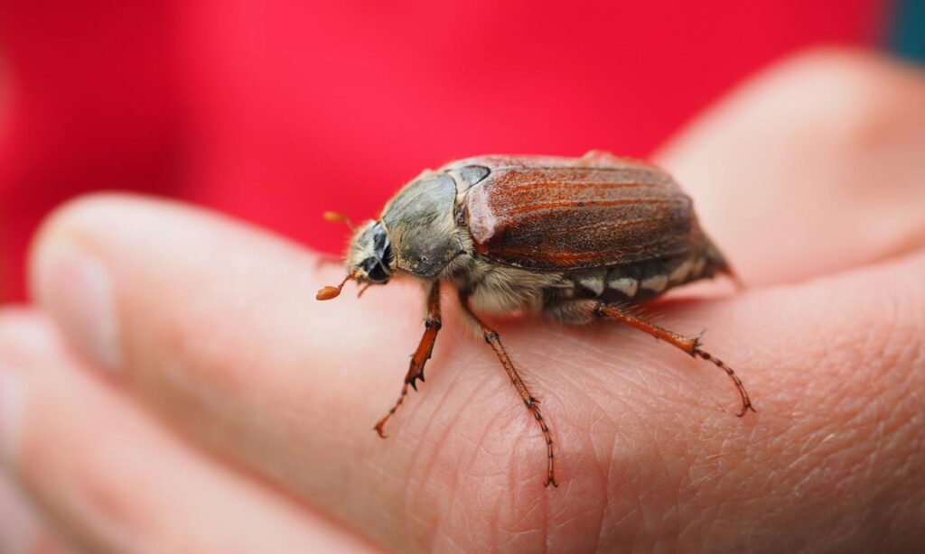 Maikäfer auf der Hand eines Mannes. (c) Pixabay.com