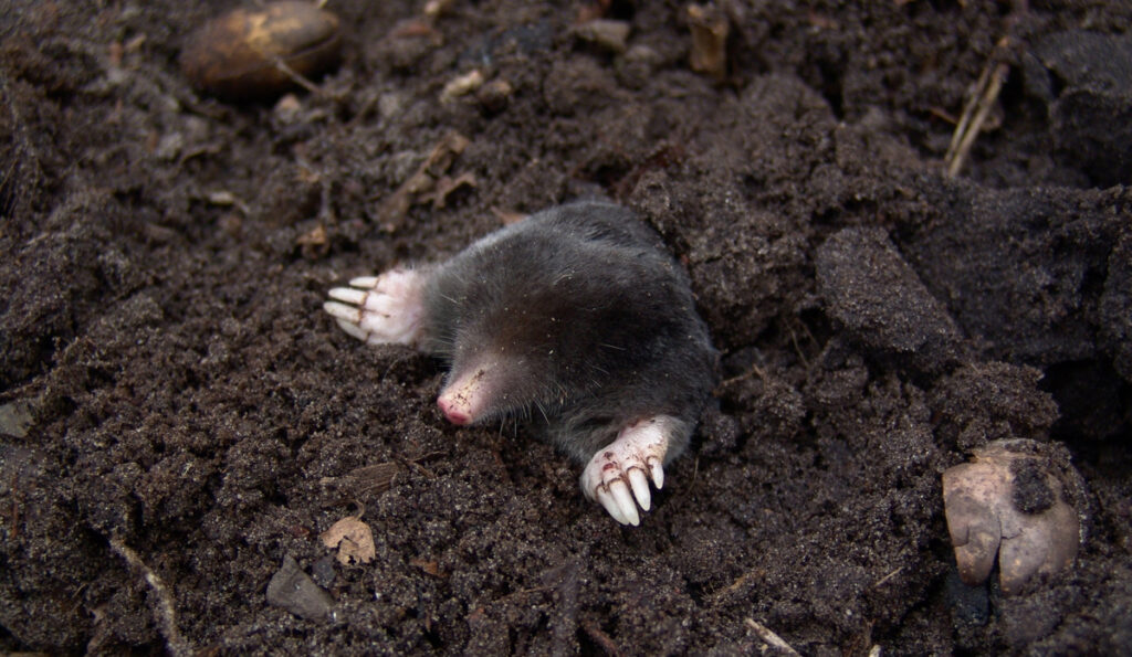 Maulwurf. (c) Pixabay.com