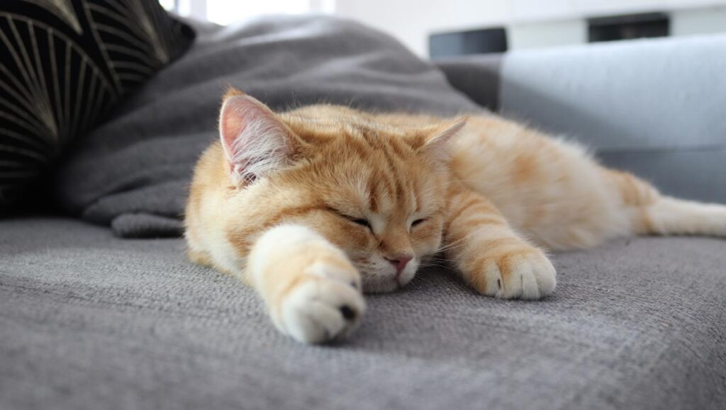 Eine auf einem Sofa schlummernde Katze. (c) AdobeStock