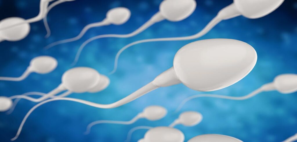 Spermien. (c) AdobeStock