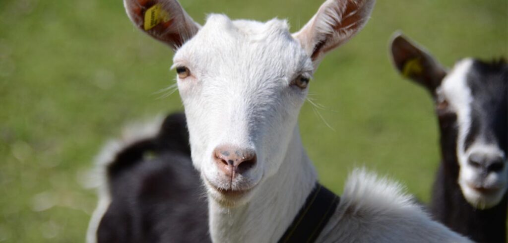 Eine Ziege. (c) Pixabay.com