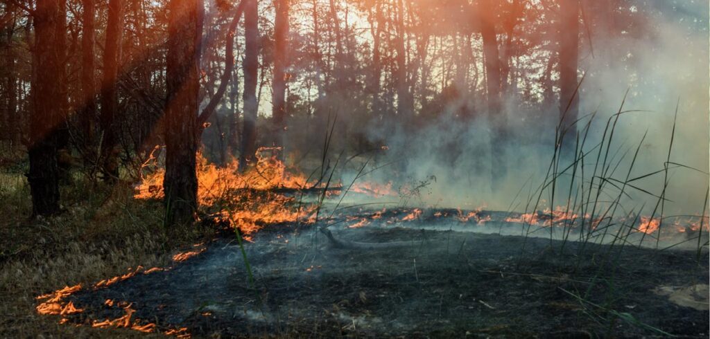 Waldbrand. (c) AdobeStock
