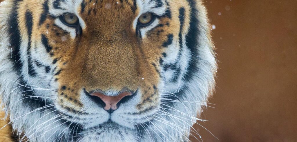 Der Kopf eines Sibirischen Tigers. (c) AdobeStock