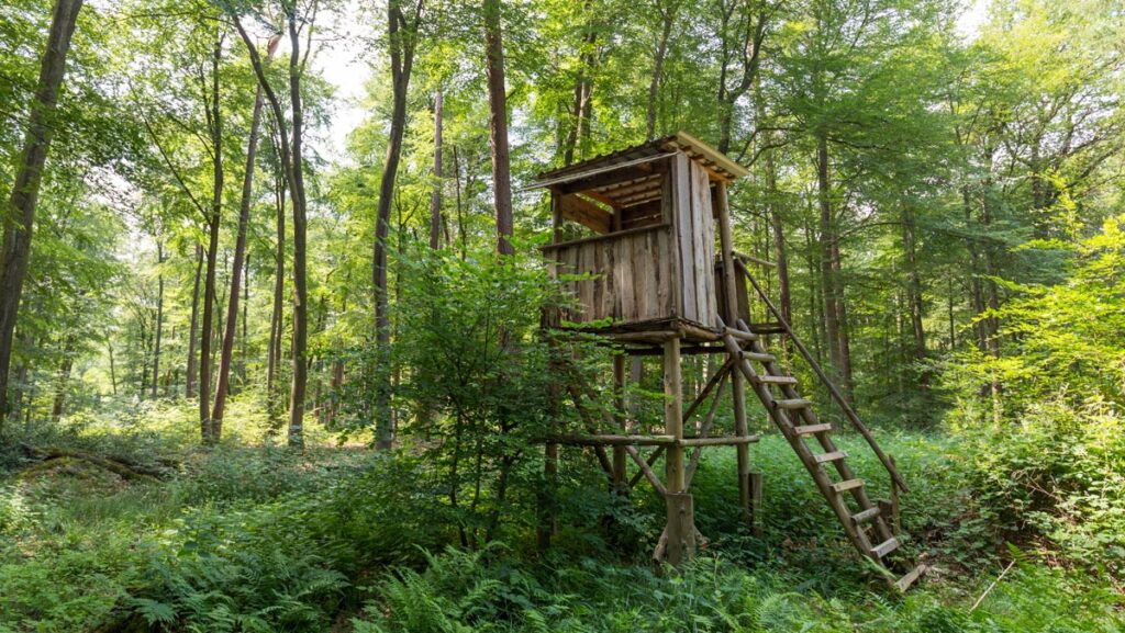 BREAKING: Dornauer tritt zurück und wird Jagdaufseher bei Benko 1 Ein Hochsitz im Wald, Stichwort Dornauer.
(c) AdobeStock