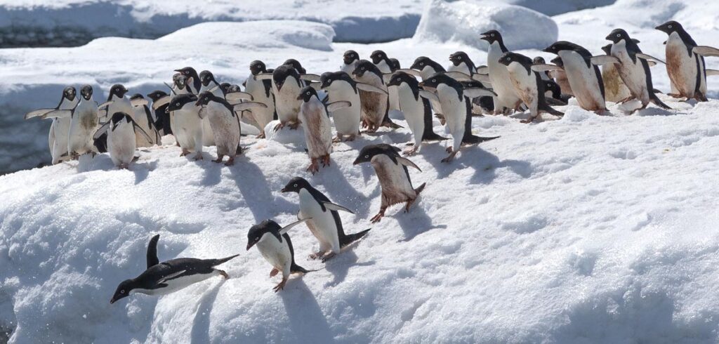 Pinguine. (c) AdobeStock